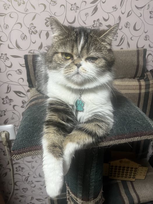 Кошка ищет жениха