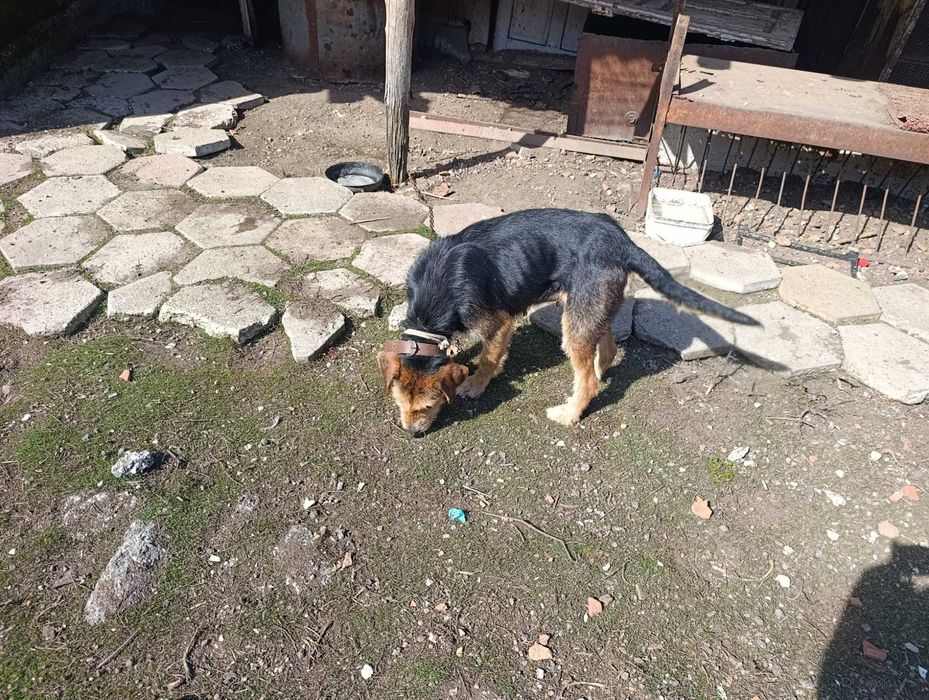 Продавам куче барак