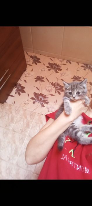Страйт  1 месяц3 недели  .  Приученны.