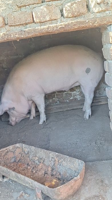 Animale de casă.