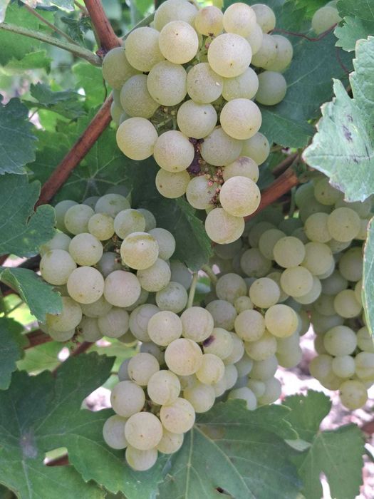 Struguri de vin adusi acasa diverse soiuri albi-negri, preț producător livrare la locație în jud. Tulcea - Constanța