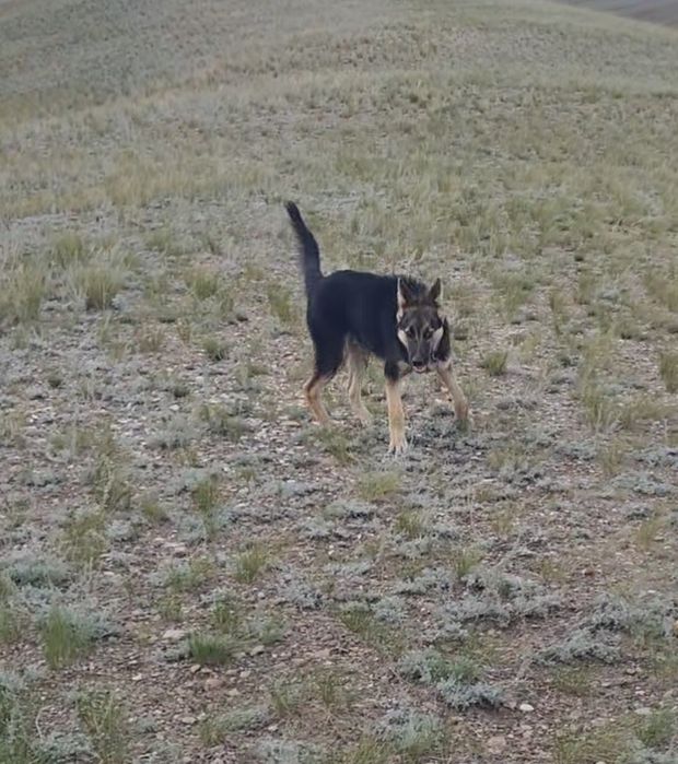 Күшік 2025 көктемде туылған бір жаста