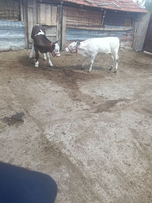 Viței  vânzare .