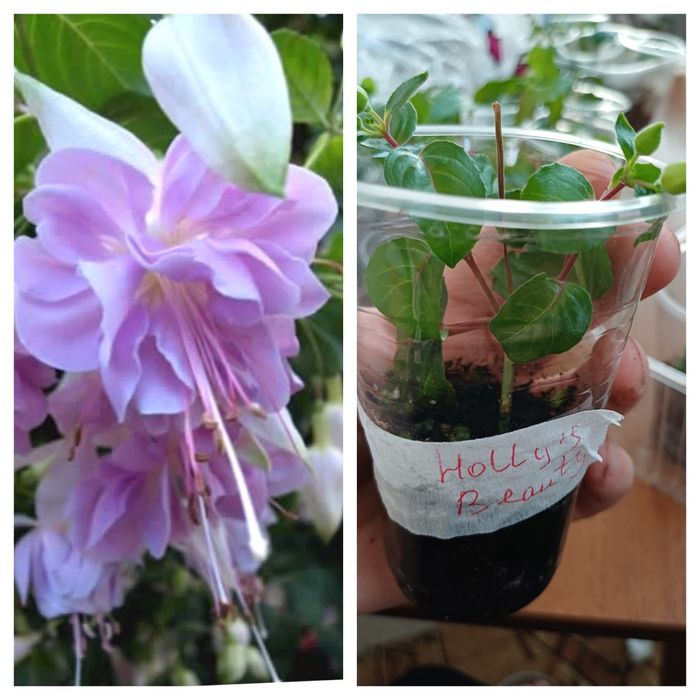 Продам черенки фуксий