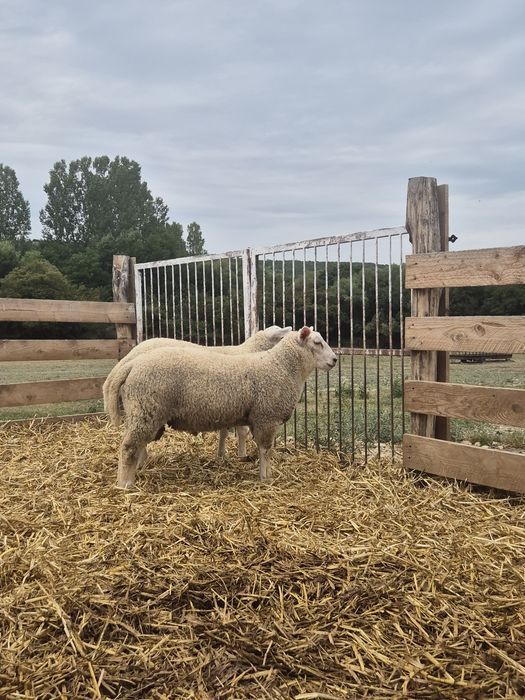 Miei texel de vânzare:berbeci și mielute