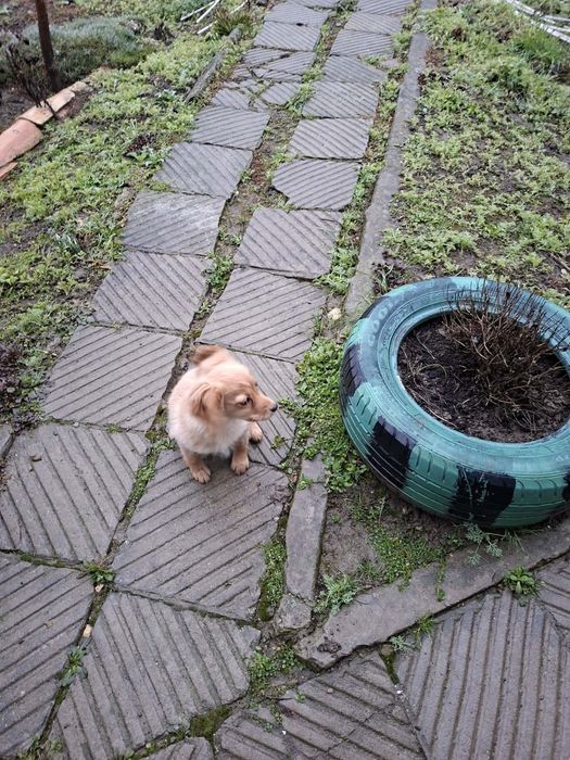 Кокер Шпаньол на 4