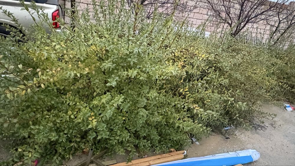 Калада көшеде өсетін терек 30000