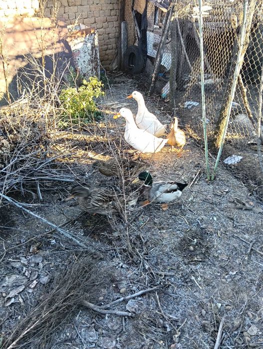 Патици патици патици