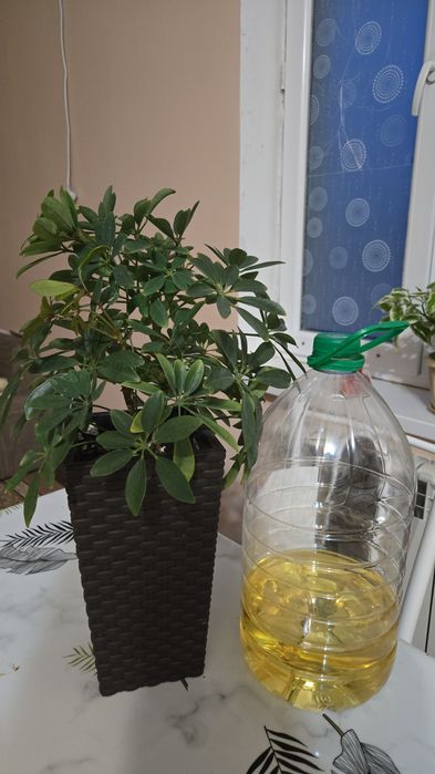 Комнатные растения