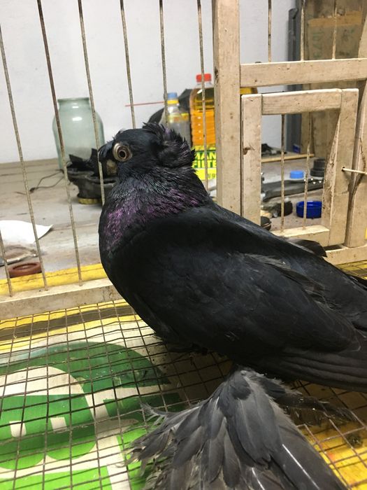 Продам Жучку молодая голубка