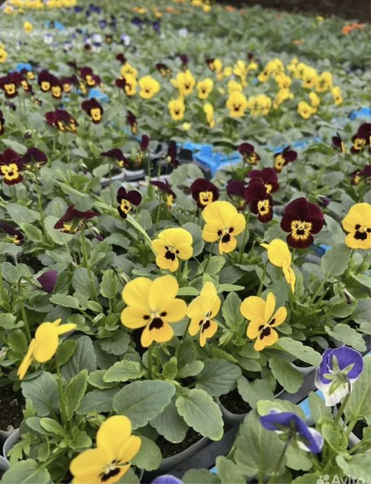 П е т у н и я - о д н о л е т к а