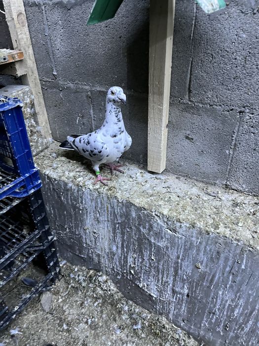 Пощенски гълъби.