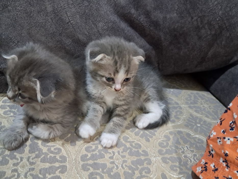 Катёнок шатланскйи вислаухи