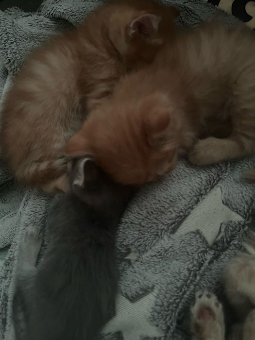 Отдам 4 рыжих котят в добрые руки