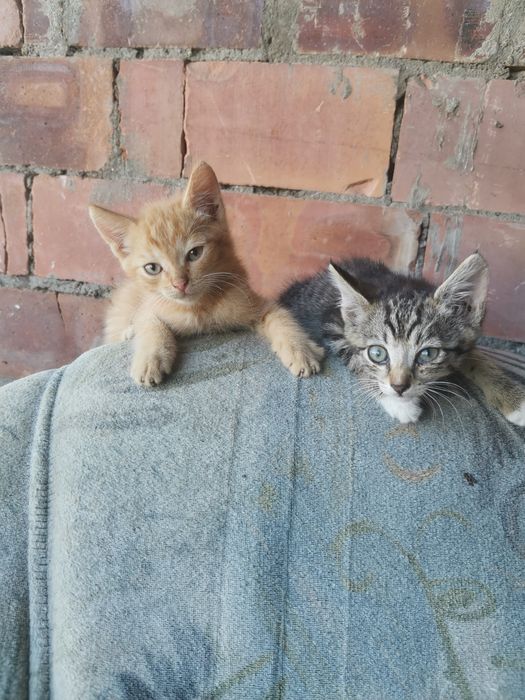Отдам котят в добрые руки