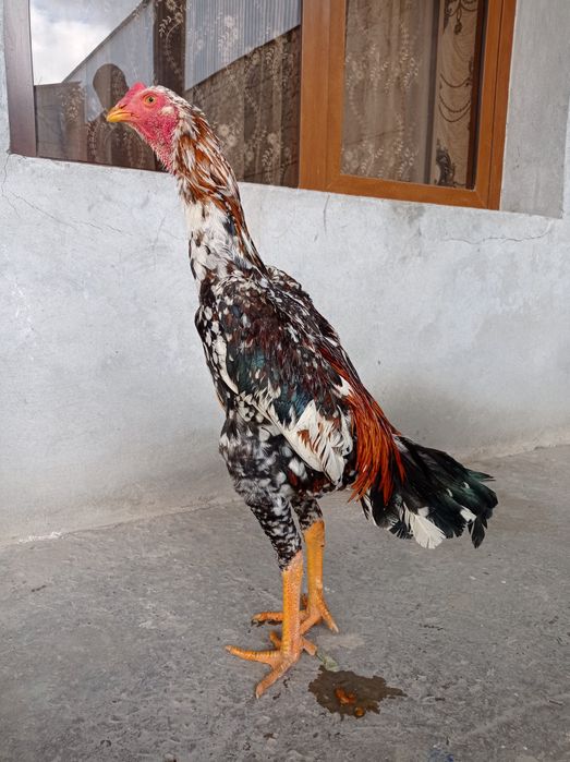 dakan xuroz sotiladi