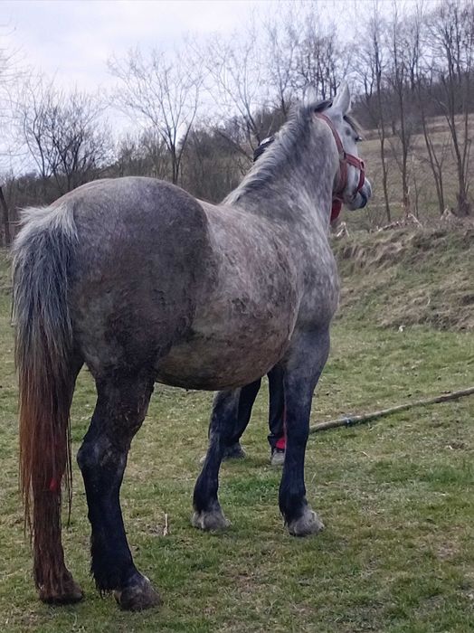 Vand iapa de 5 ani cu acte gestanta