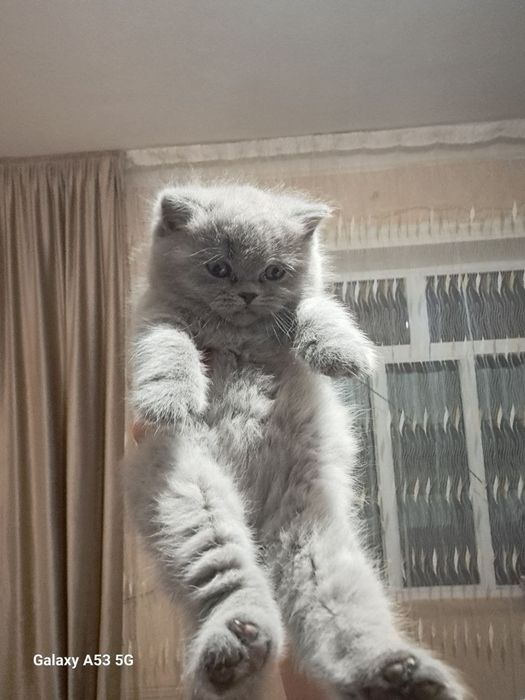 Продам шикарных шотландев