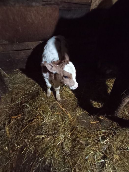 Vacă de vânzare blândă