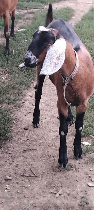 Disponibile mama și fiica!