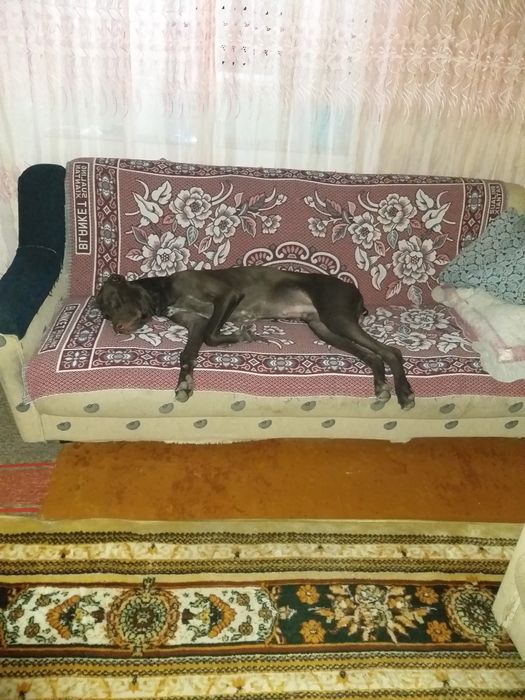 Передержка собак, кошек, грызунов.