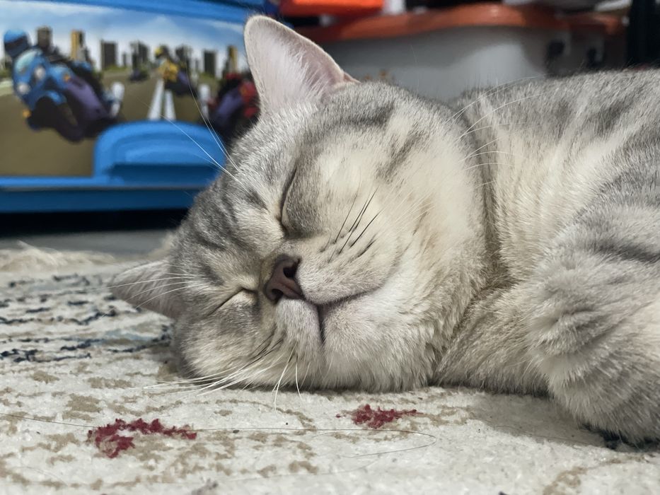 Вязка кошек бесплатно