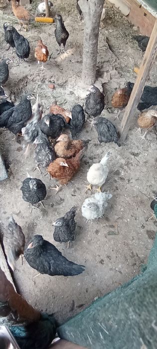 Продаются цыплята разной породы