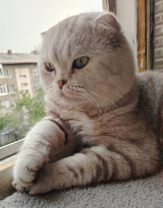 Вязка. Вислоухий кот