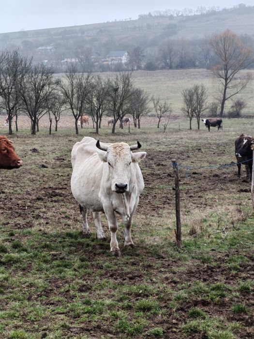 Vând vaci, 1 alba, 1 roșie și neagră