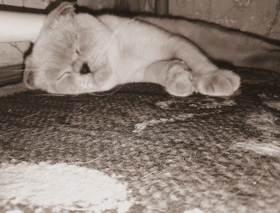 Mushuk "Scotish Fold" sotiladi