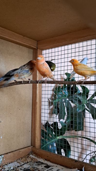 Канарейки. Готовые самки.