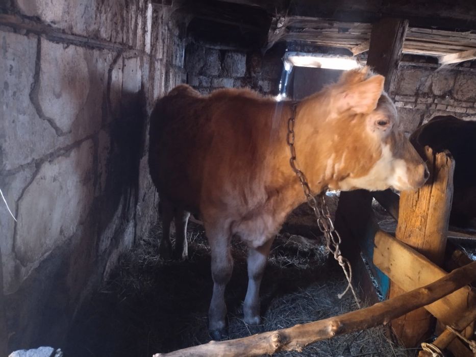 2 годовалые телки