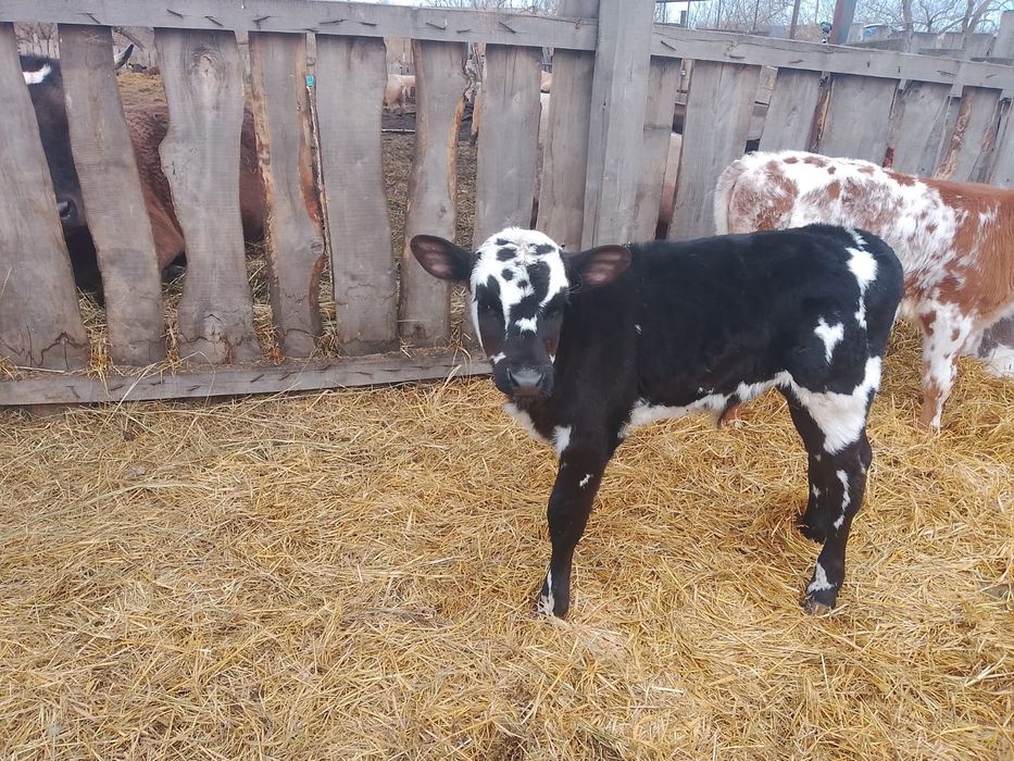 Продам 2х  телят