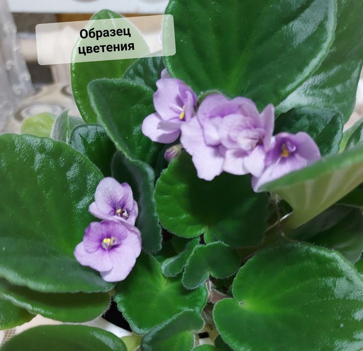 Фиалка Поль Баньян