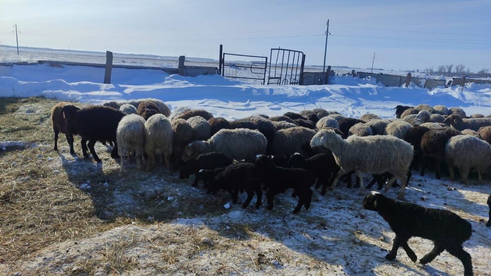 Овцы. Бараны. Ягнята