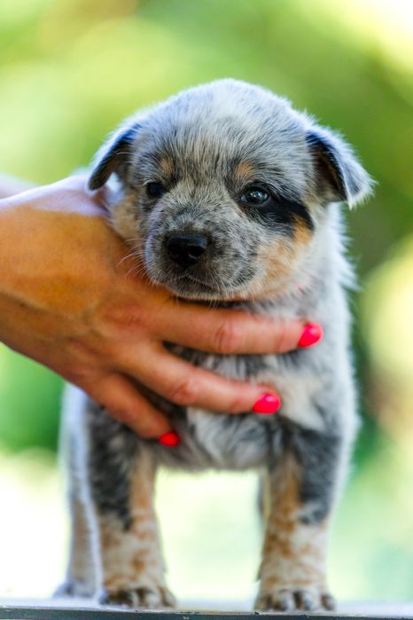 Australian Cattle Dog mascul