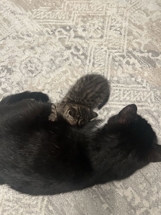 Котята ищут дом