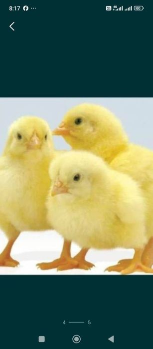 Бройлер балапан цыплята