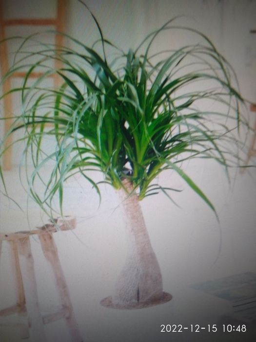 Нолина растение для интерьера