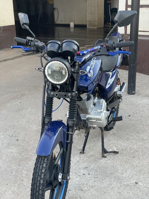 Racer tiger