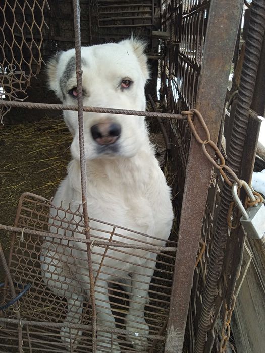 Alabay 2 yowta birmarta tuqan 170$