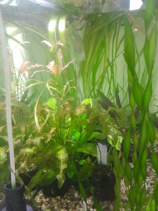 Аквариумные растения