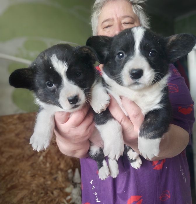 Щенки вельш корги