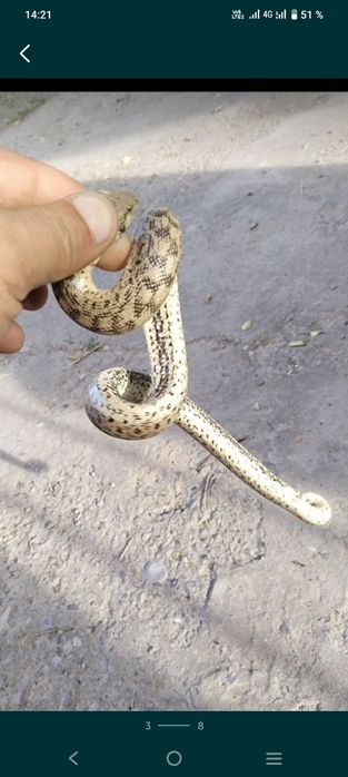 Колбар Жылан сатылады