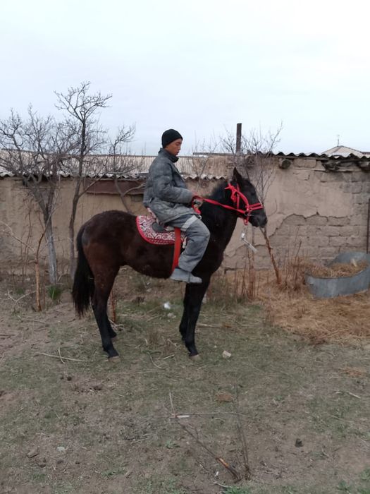 Тайдан Кунан шыгар еркек тай сатылада аяк сау денсауылыгын мыкты