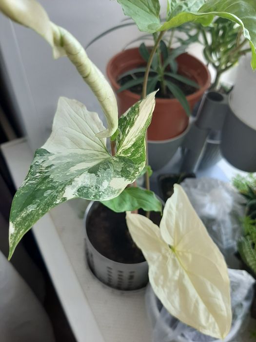 Молодое пестролистное растение