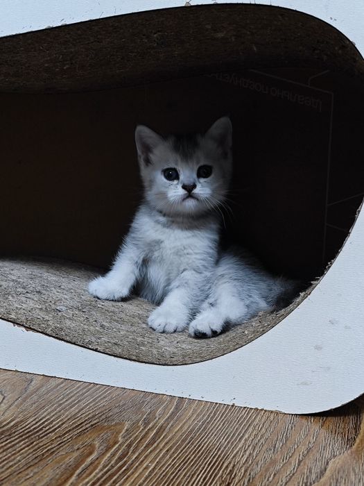 Продается котята шотланские скотиш страйд шиншила