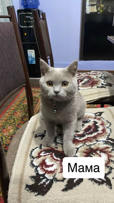 Продаётся котята