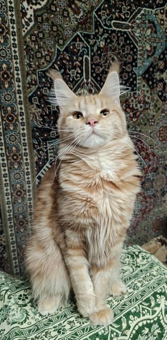 Кошечка Мейн Кун классика