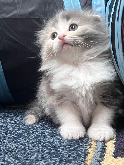 Шотландские малыши